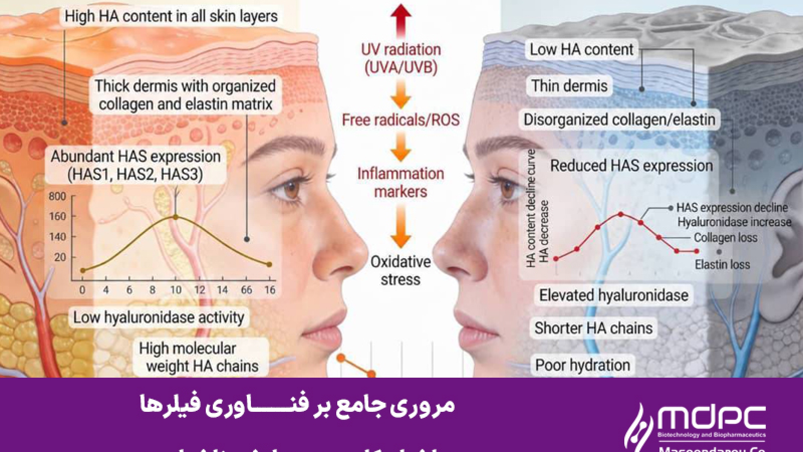 مروری جامع بر فناوری فیلرها، ساختار،کاربرد و عوارض ناخواسته
